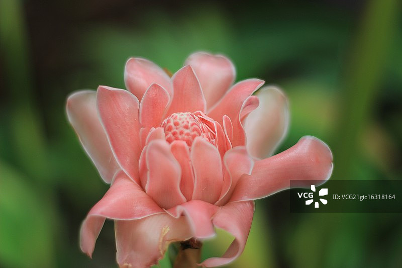 火炬姜图片素材