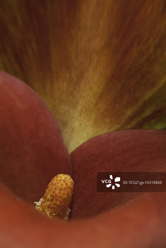 美丽的砖红色马蹄莲图片素材