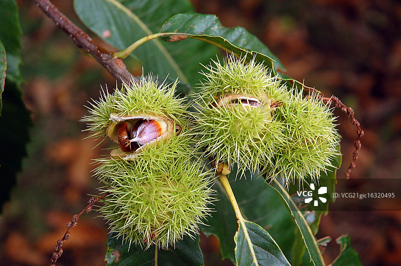 七叶树图片素材