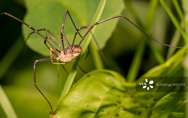 盲蛛特写图片素材
