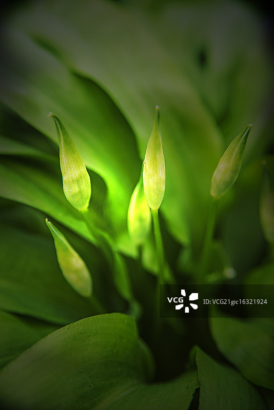 野蒜花朵图片素材