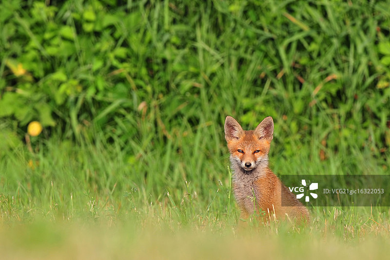 红狐幼崽图片素材