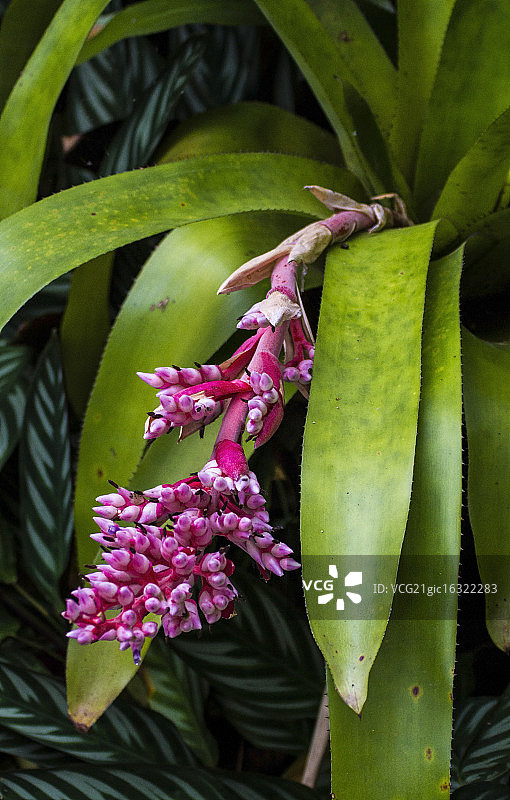 美国佛罗里达州的粉色丝兰花图片素材