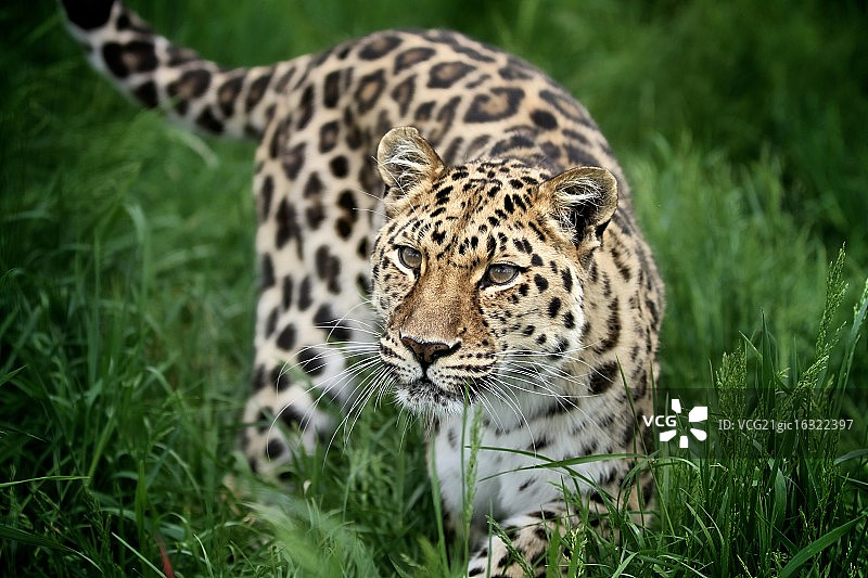 黑龙江豹图片素材