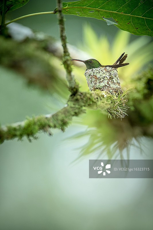 筑巢的蜂鸟图片素材