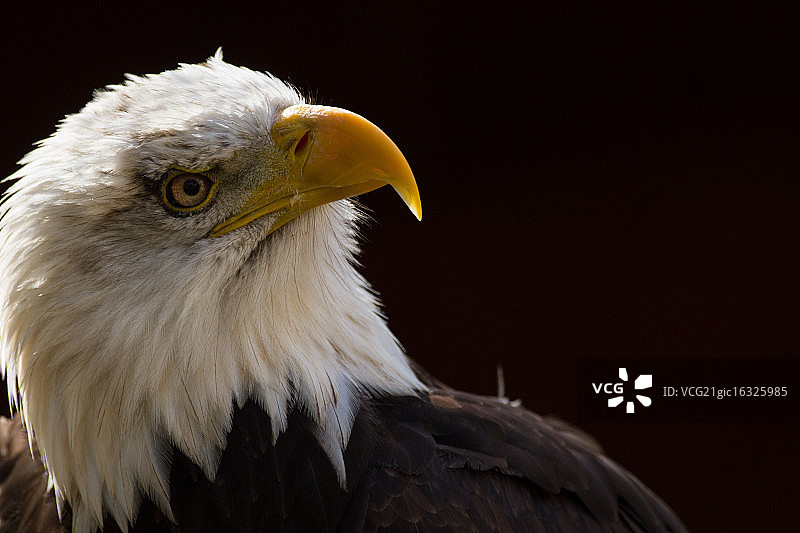 老鹰的眼睛图片素材