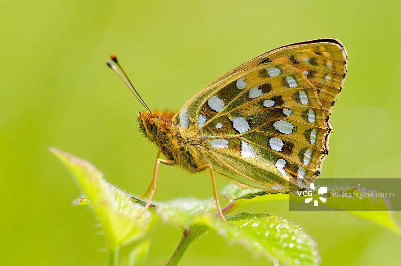 大绿豹纹蝶图片素材