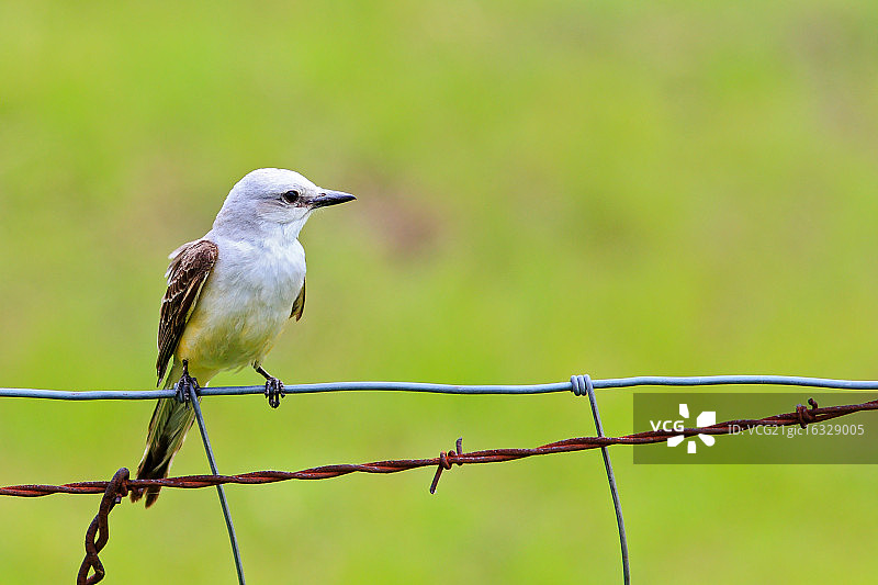叉尾王霸鹟栖息在电线上图片素材