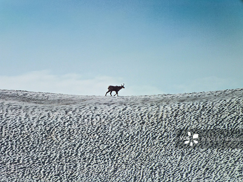 独居羚羊图片素材