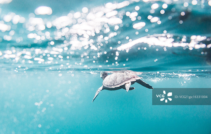 与海龟一起游泳图片素材