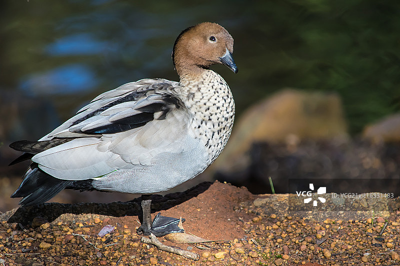 澳洲林鸭图片素材