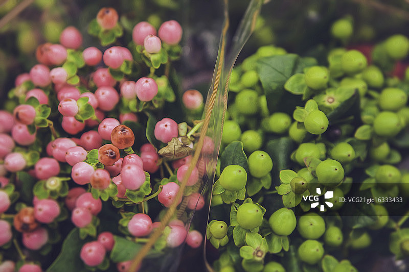 盛开的植物，美国新泽西州弗莱明顿图片素材