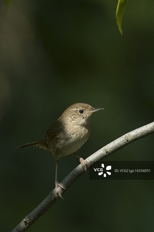 栖息在树枝上的卡罗来纳鹪鹩图片素材