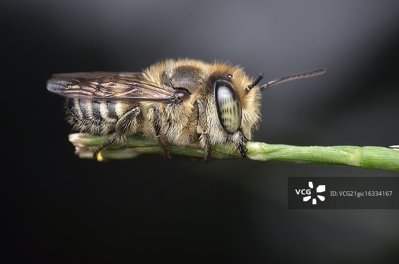 PaBEEhBEEh图片素材