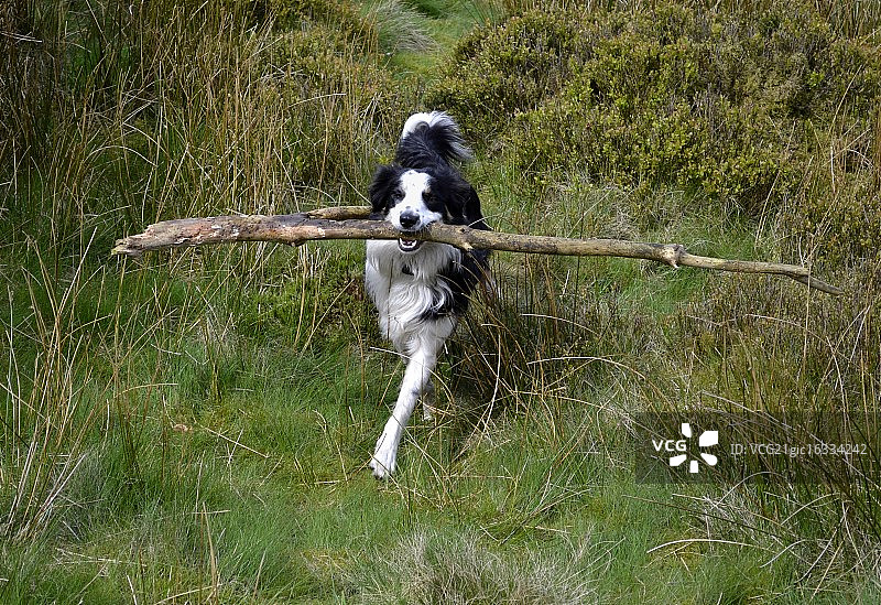 边境牧羊犬奔跑，嘴里叼着大棍子图片素材