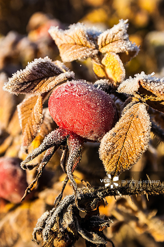 野玫瑰果图片素材