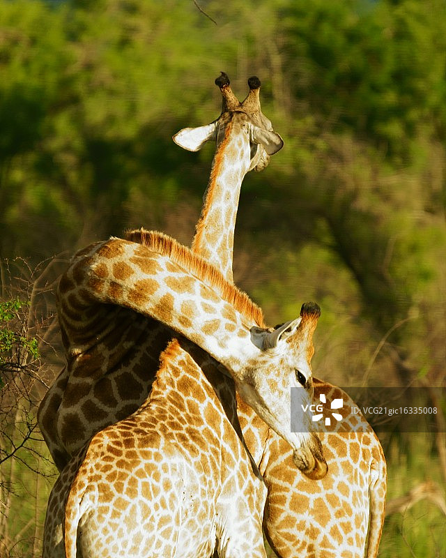 长颈鹿拥抱图片素材