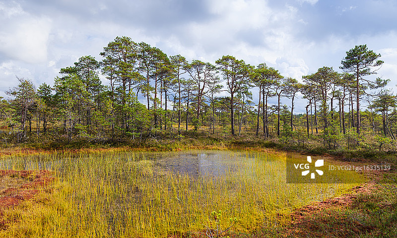 塞利沼泽的色彩图片素材