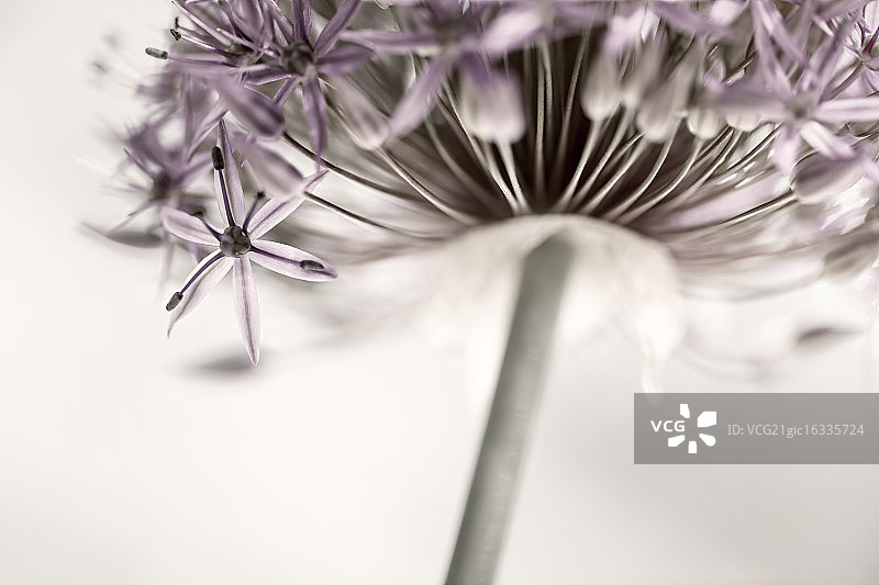 盛开的洋葱花图片素材