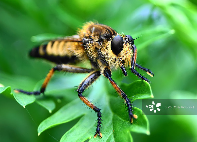 食虫虻特写图片素材