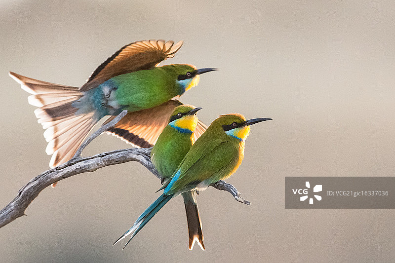 博茨瓦纳卡拉哈迪跨境公园的三只燕尾蜂虎鸟图片素材