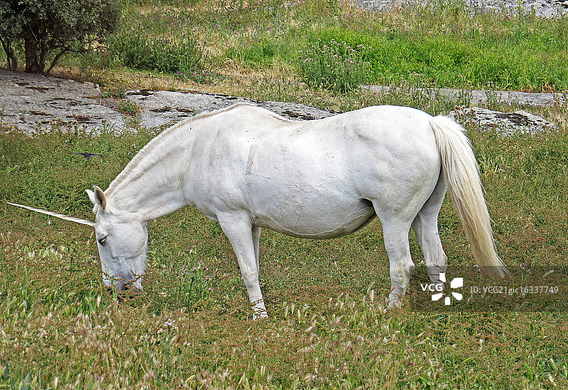 在西班牙马德里草地上吃草的白色独角兽图片素材