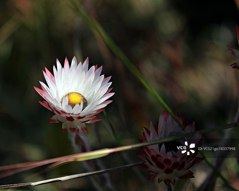山龙眼图片素材