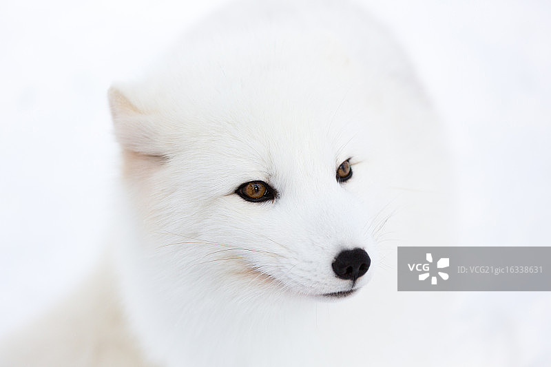 北极狐幼崽图片素材