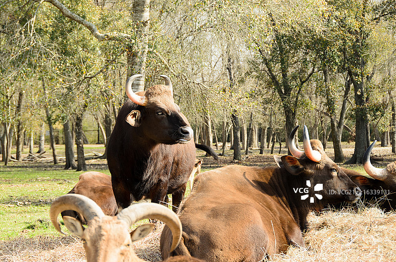 野牛图片素材