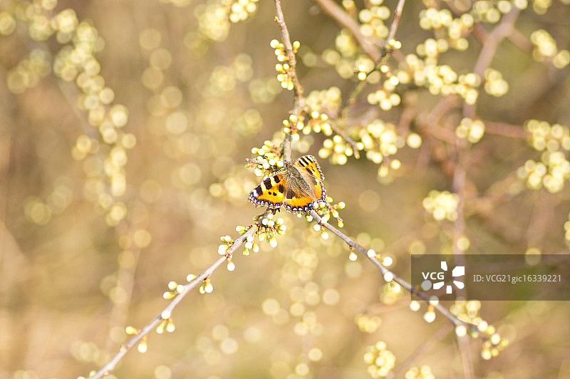 荨麻蛱蝶图片素材
