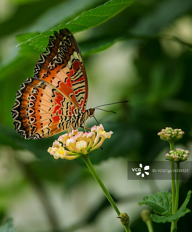 橙色蝴蝶觅食图片素材