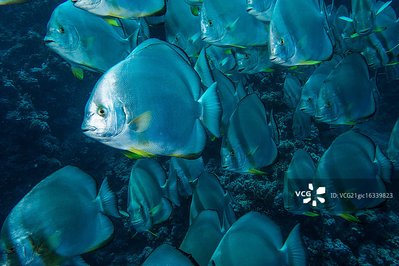 蝙蝠鱼群图片素材