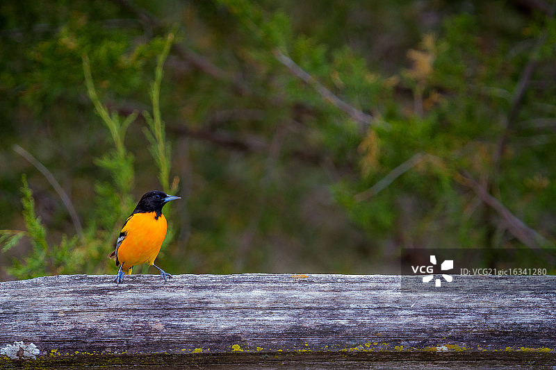 巴尔的摩金莺图片素材