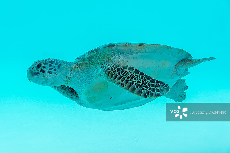 游泳的海龟图片素材