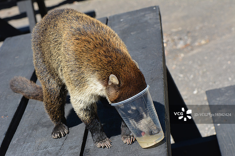 口渴的美洲 Coati图片素材