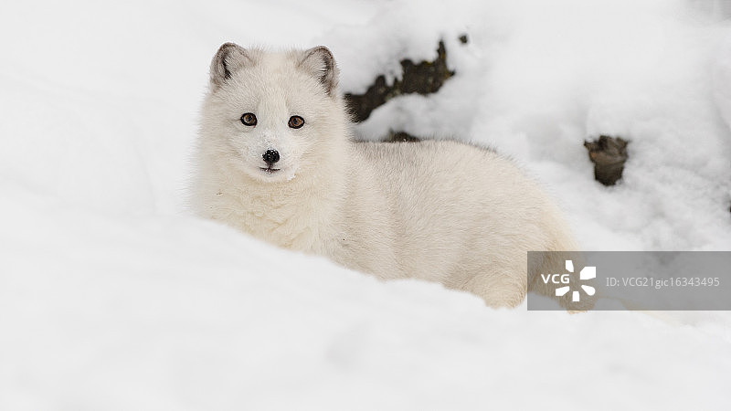 雪地北极狐图片素材