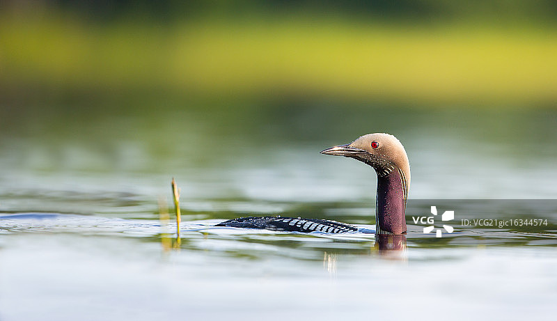 黑喉潜鸟图片素材