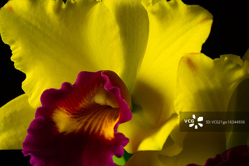 黑色背景上的卡特兰图片素材