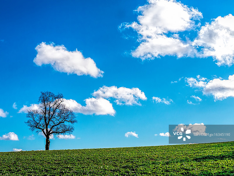 勒德洛的树图片素材