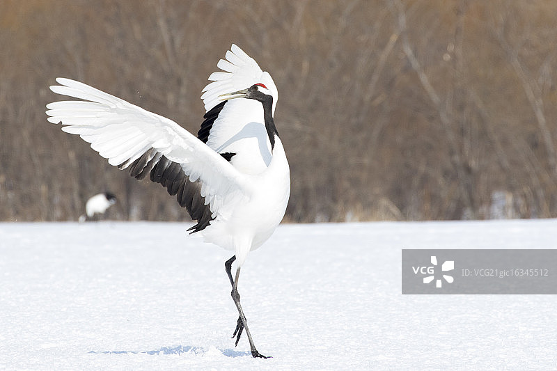 日本丹顶鹤图片素材