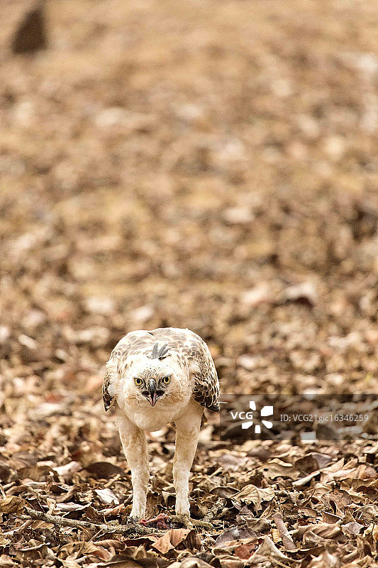 捕食猎物的鹰雕图片素材