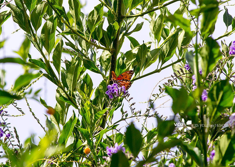 墨西哥湾豹纹蝶图片素材