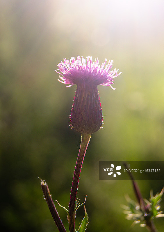 日落时的苏格兰蓟图片素材