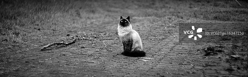 希望我能飞图片素材