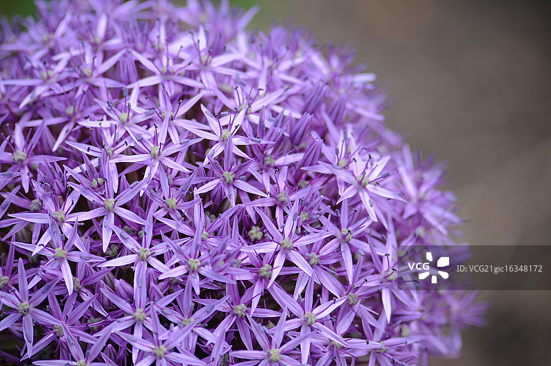 火葱花图片素材