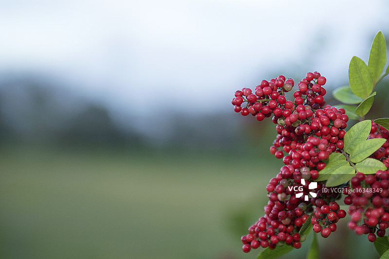野生浆果图片素材
