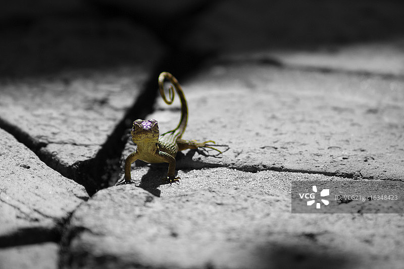 火蜥蜴图片素材