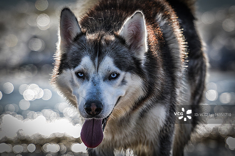 阿拉斯加雪橇犬图片素材
