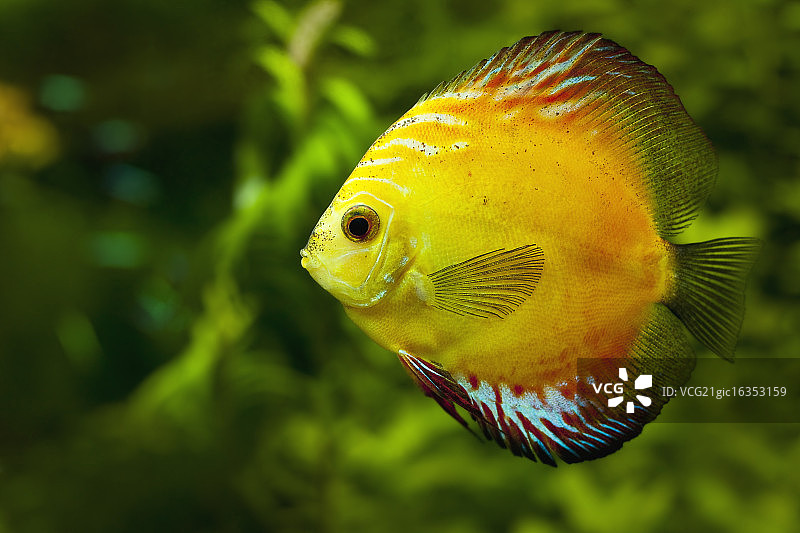 黄色铁饼图片素材