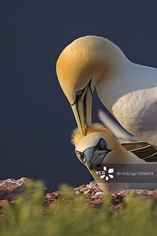 水禽及其幼崽图片素材